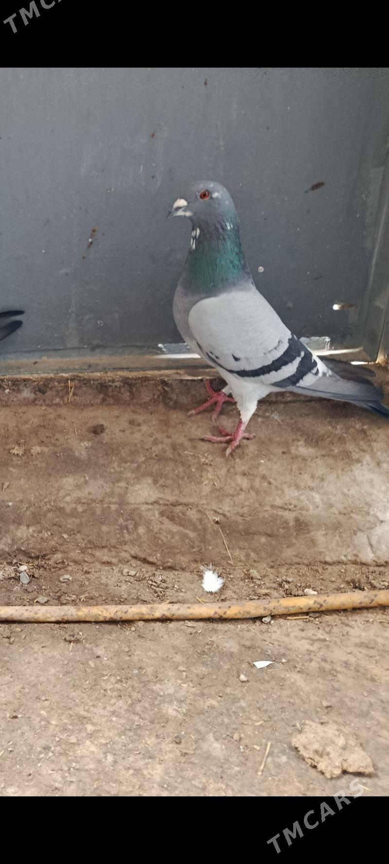 kepderi. - Гызыларбат - img 1