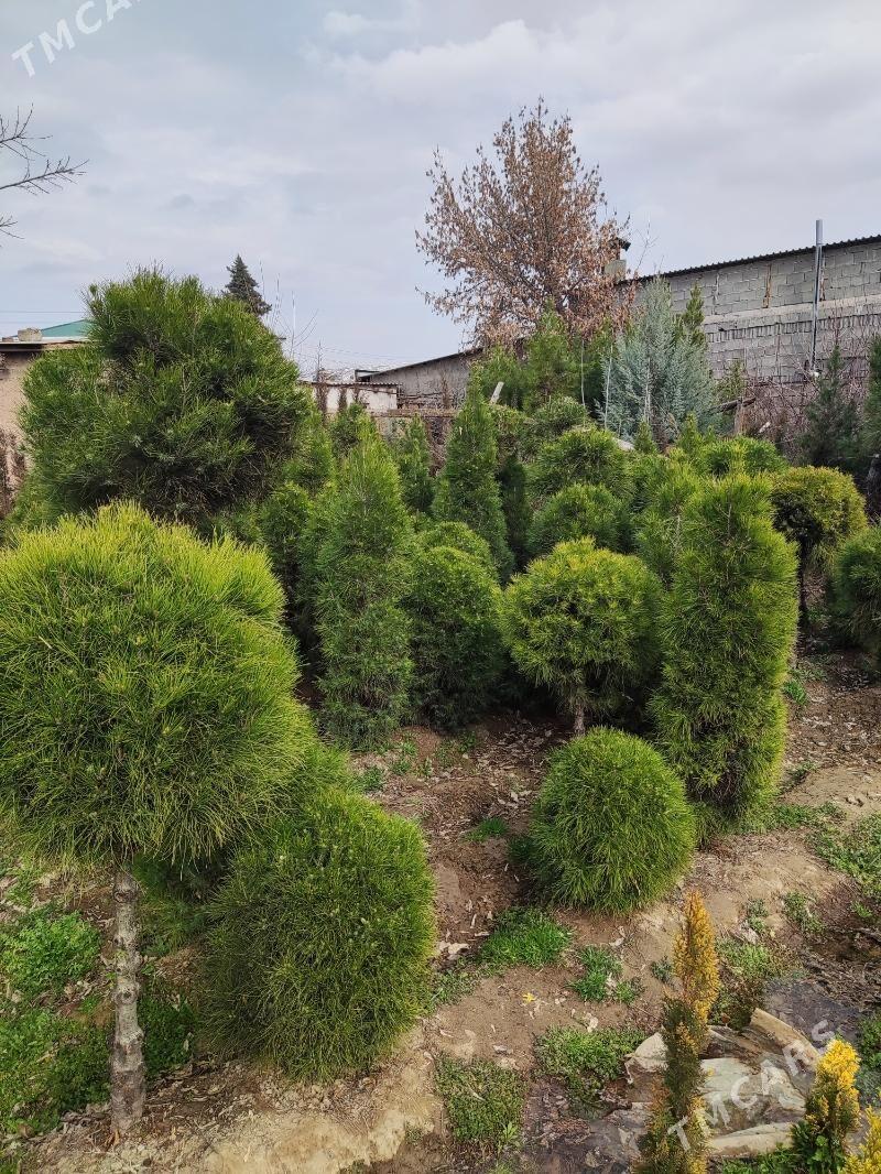 Muga Yolka Мага Ёлка - Aşgabat - img 1