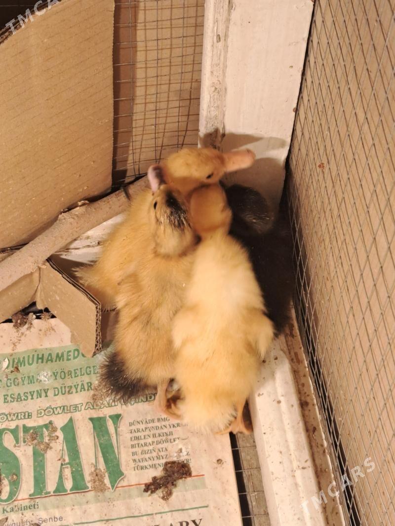 Ordek juyje - Balkanabat - img 1