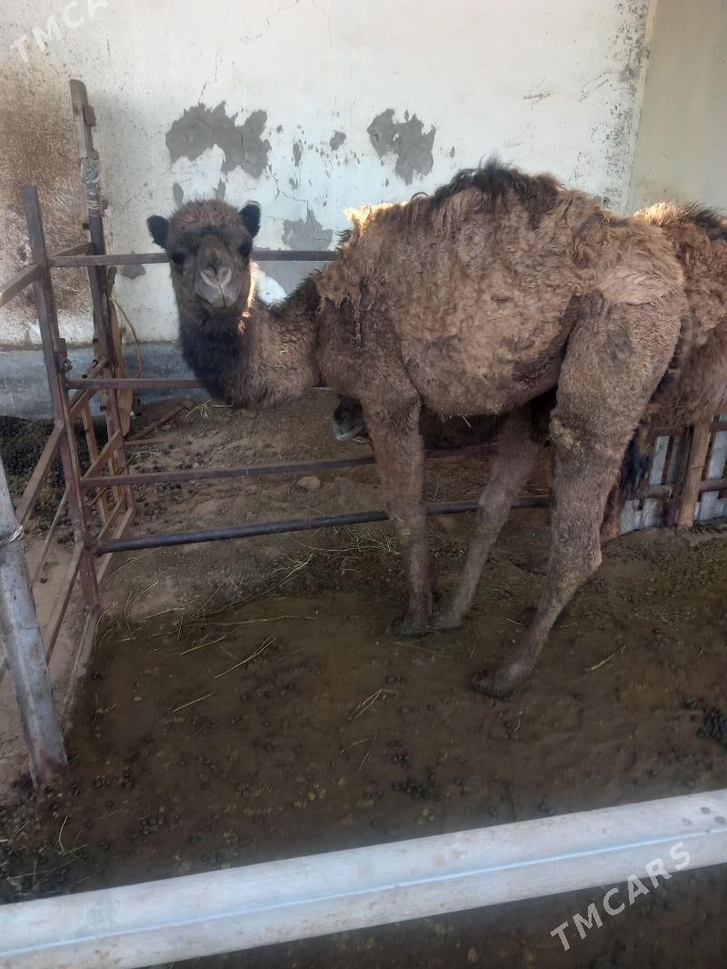 Duýe torunly - Ашхабад - img 1