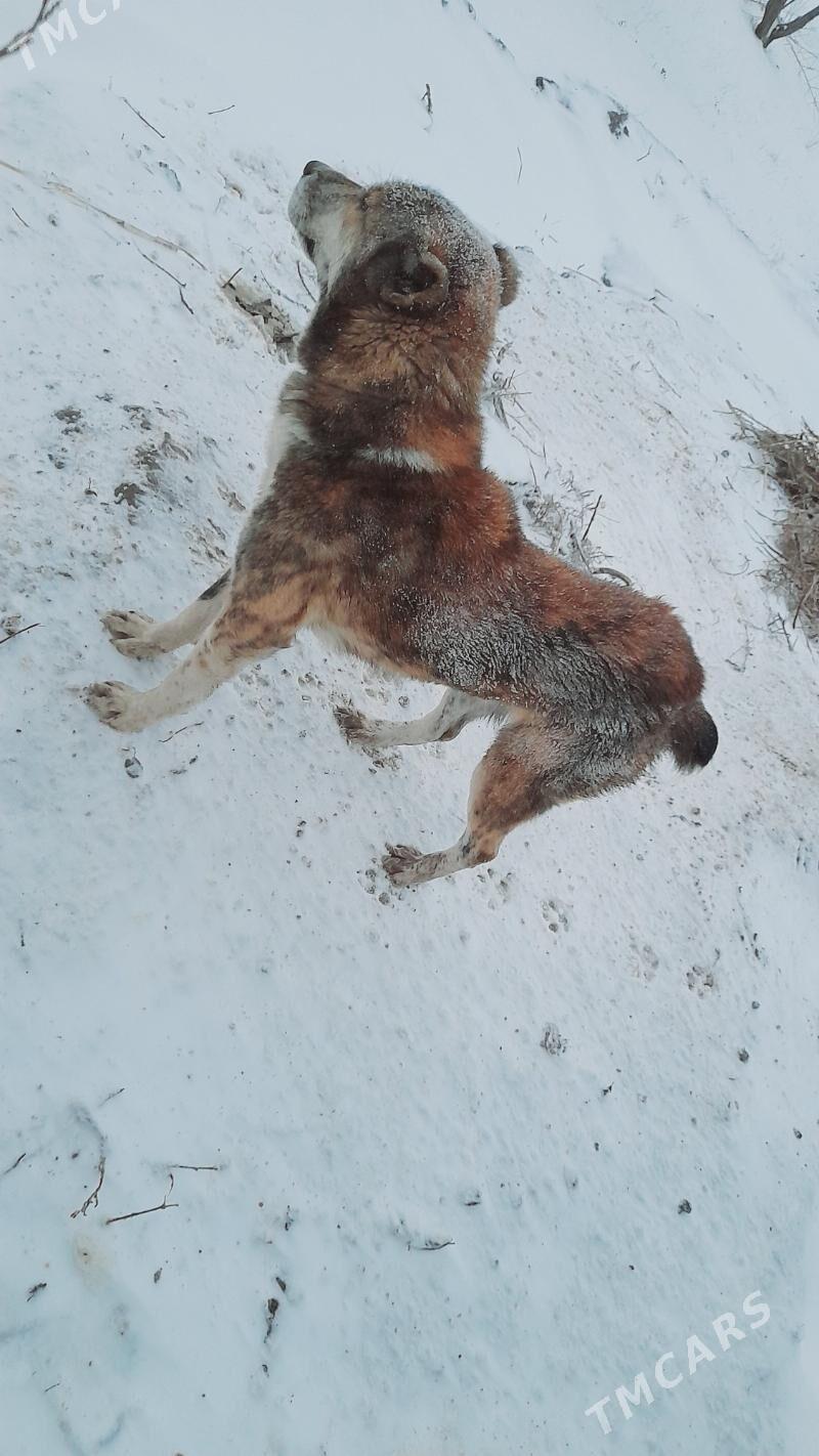 türkmen ittürkmen iti - етр. Туркменбаши - img 1