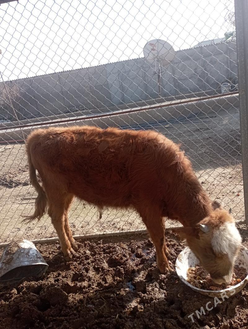 Gole okuz голе окуз - Бузмеин - img 1