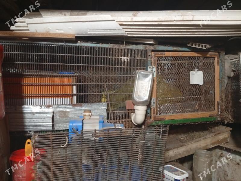 ketek----- клетки - Туркменбаши - img 1