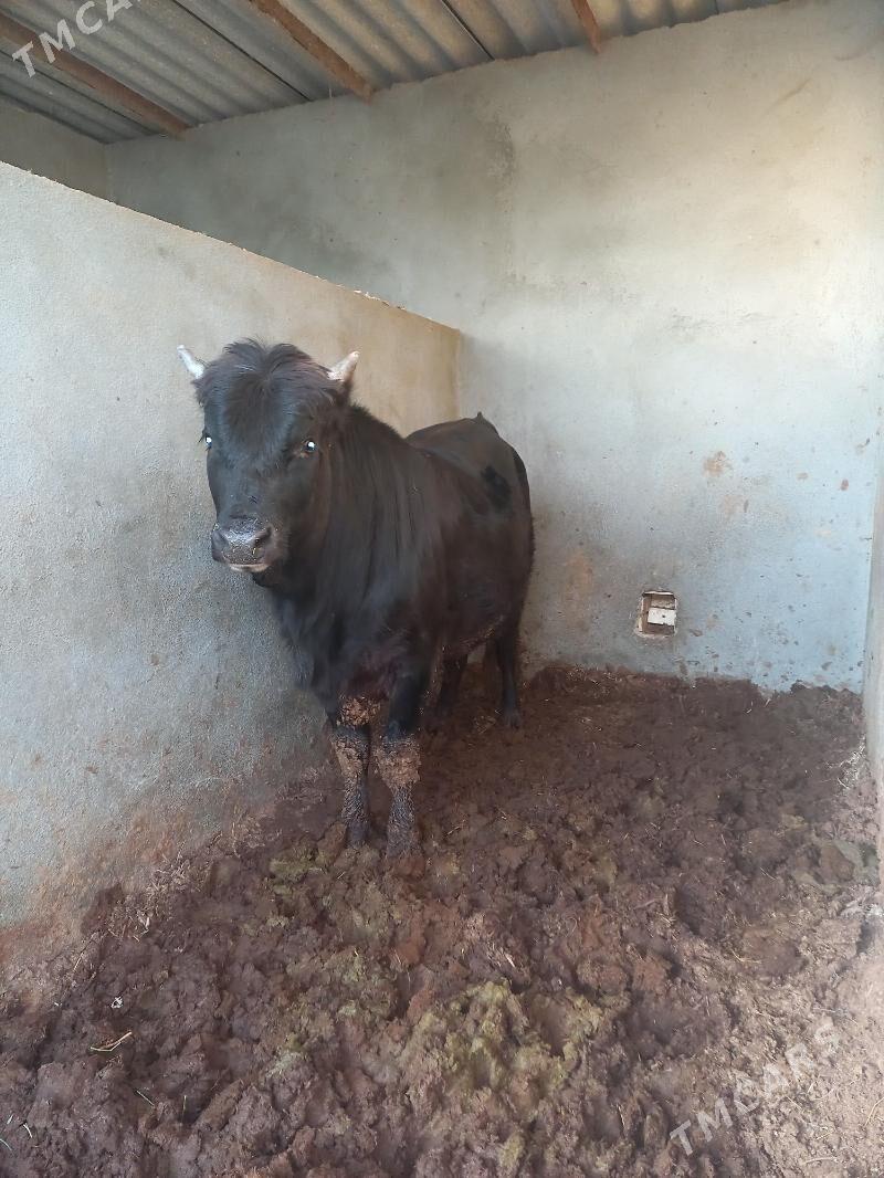 Öküź - Сакарчага - img 1