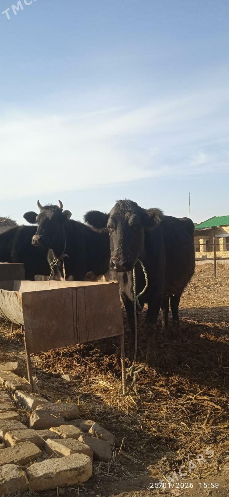 galyşteýin sygyrlar - Дянев - img 1