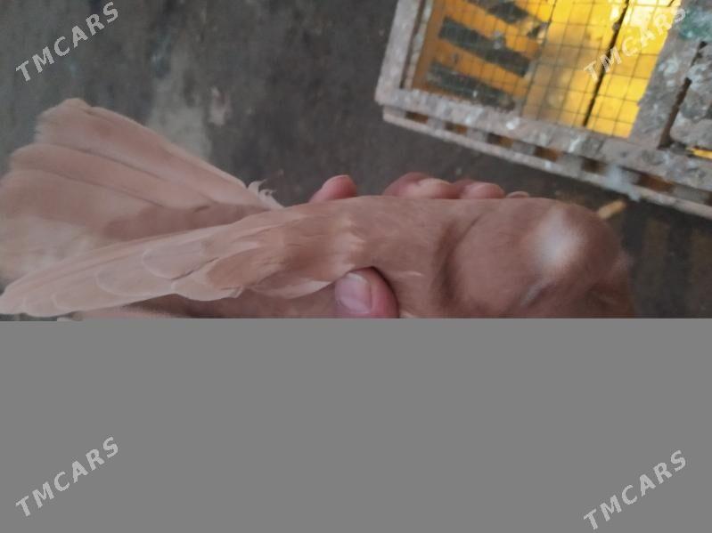 kepder - Туркменабат - img 1