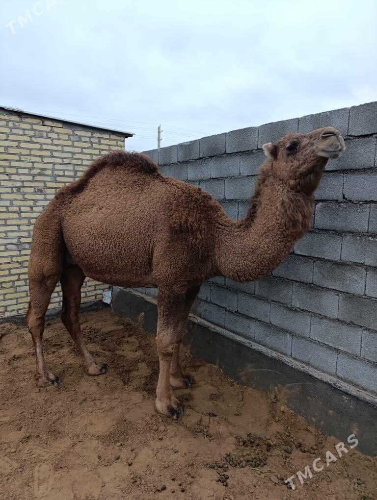 Düýe bogoz - Babadaýhan - img 1