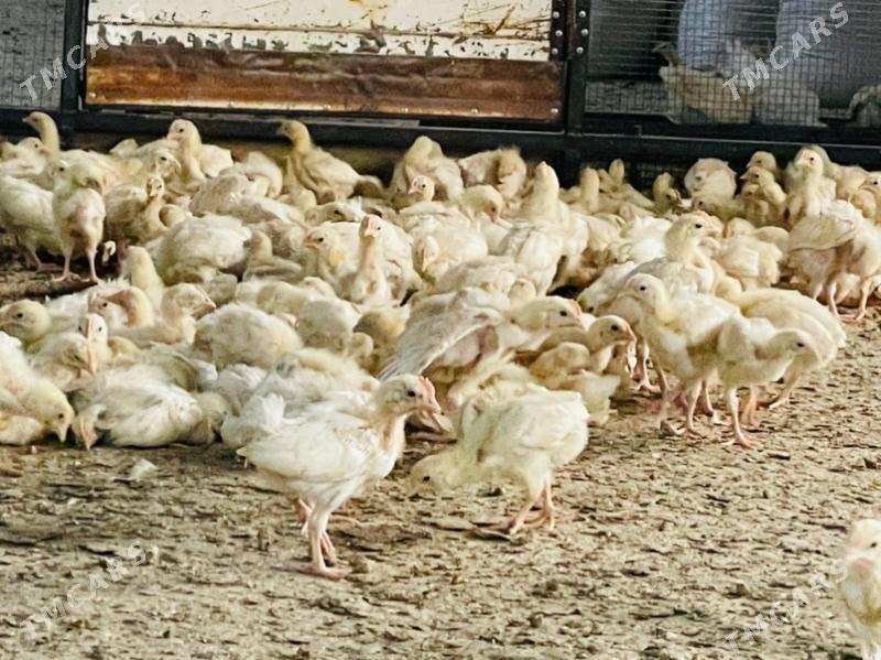 juyje - Гызыларбат - img 1