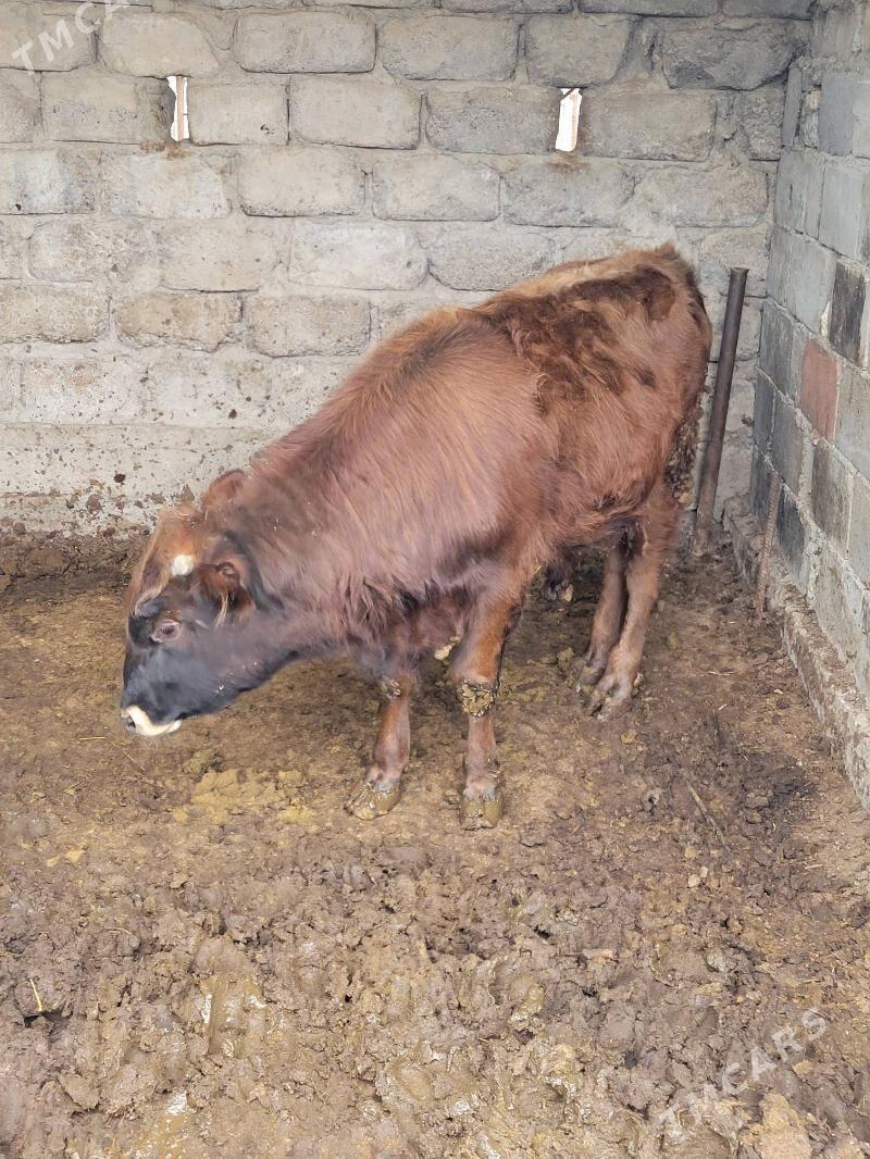 okuz - Gökje - img 1