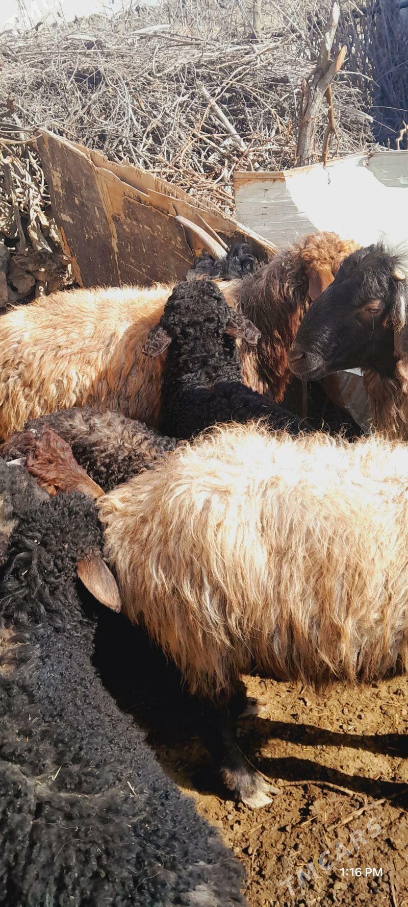 guzuly goyun  tokly - Mary - img 1