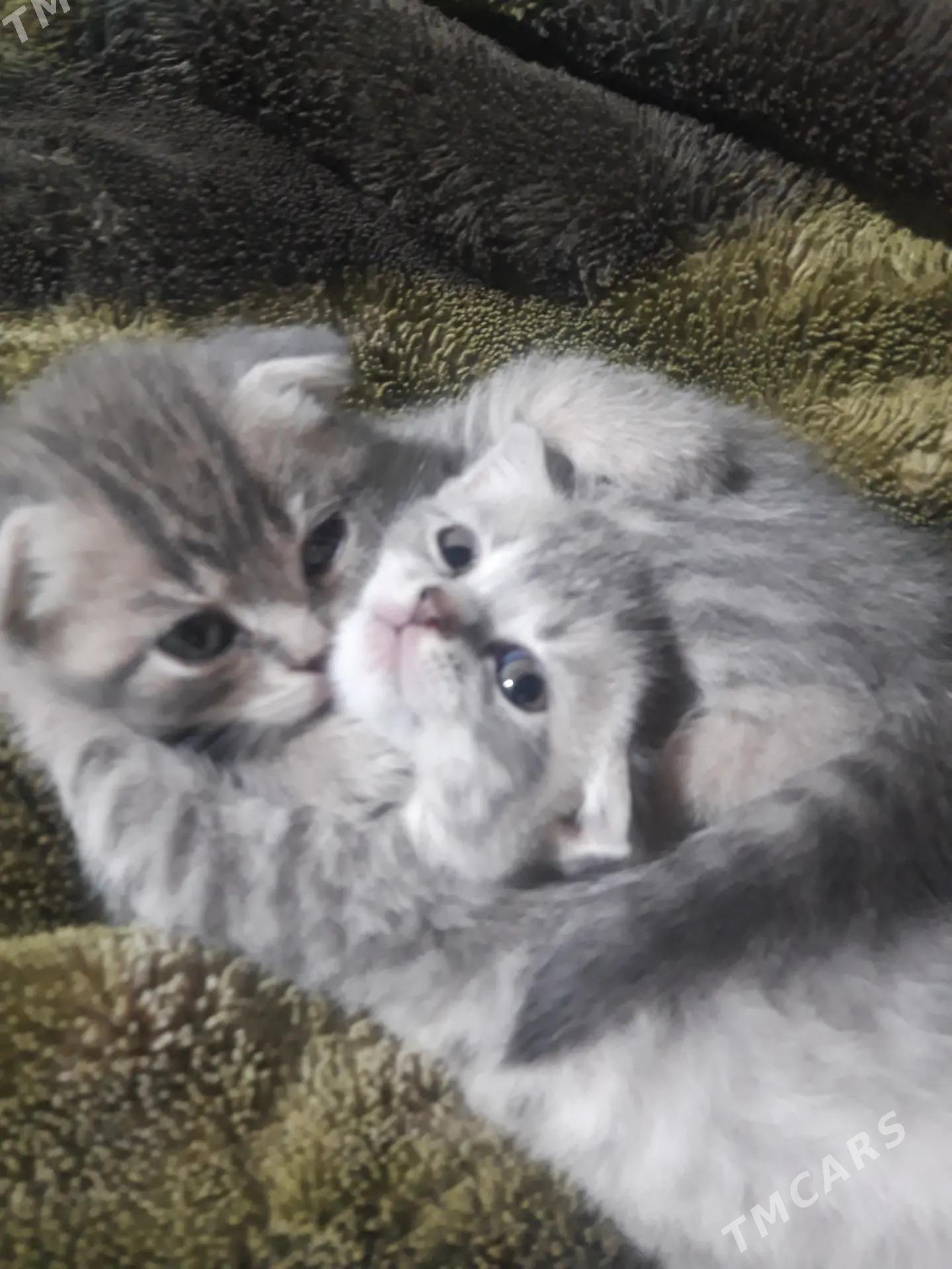 шотландский котята - Туркменабат - img 1