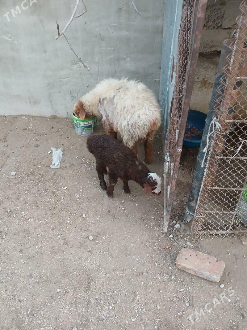 Guzly goyun - Джебел - img 1