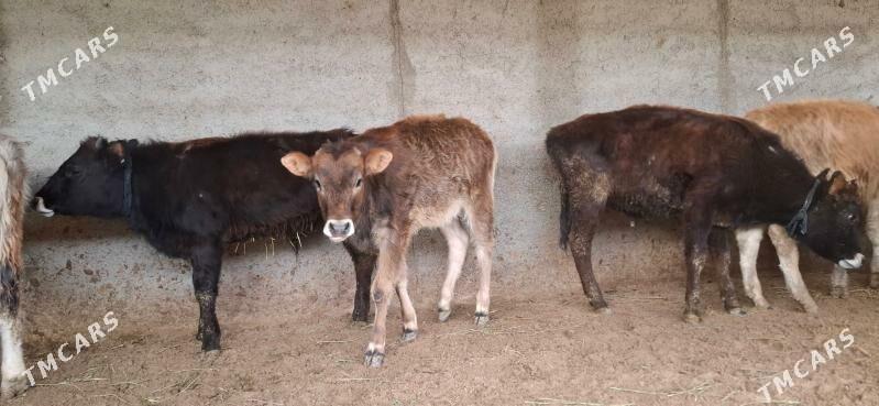 Okuz - Büzmeýin - img 1