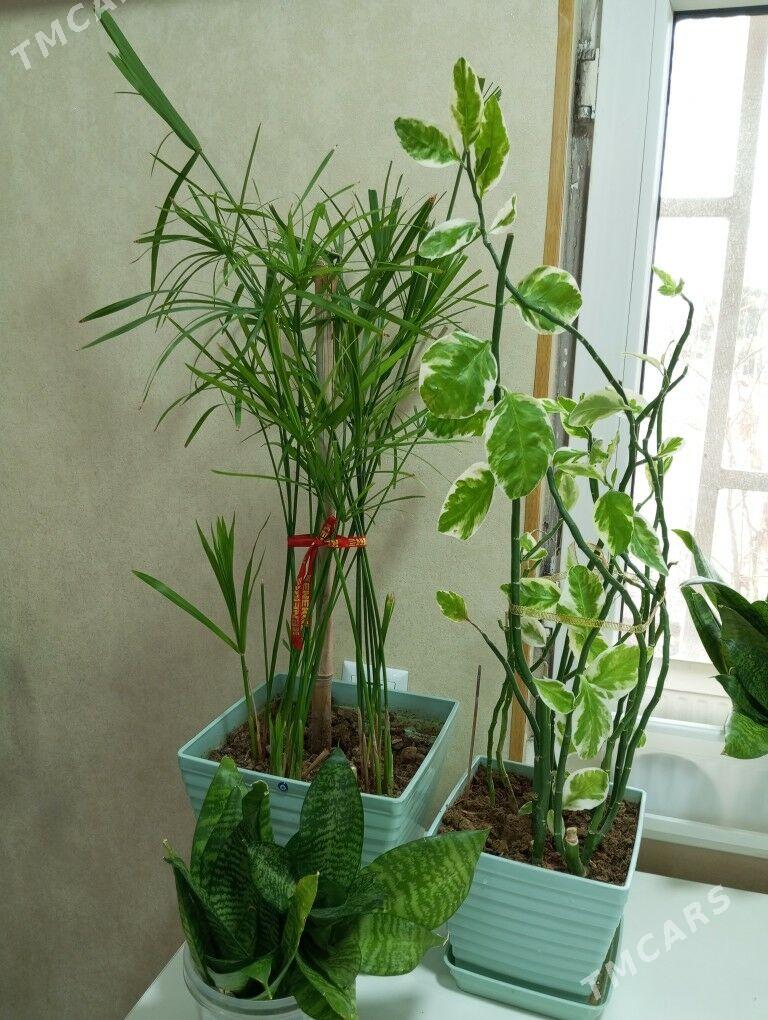 oy guller,dom. svety - Ашхабад - img 1