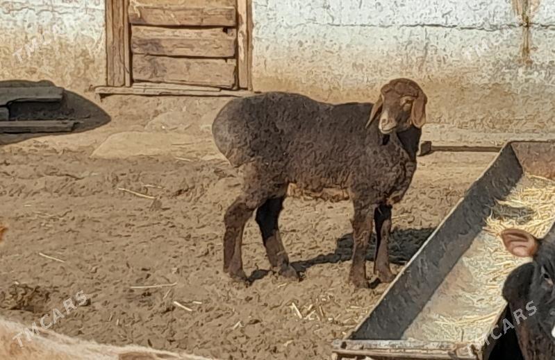 Gisar tokly - Gökdepe - img 1