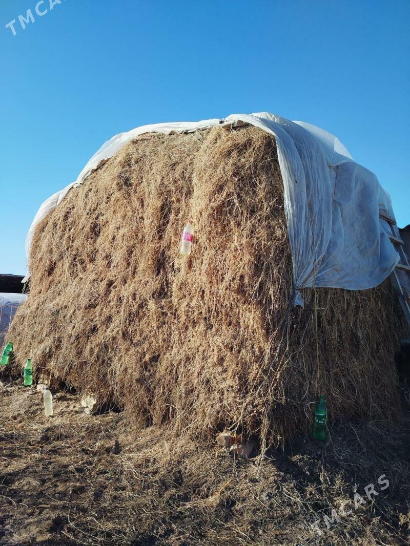 bede yorunja - Туркменгала - img 1
