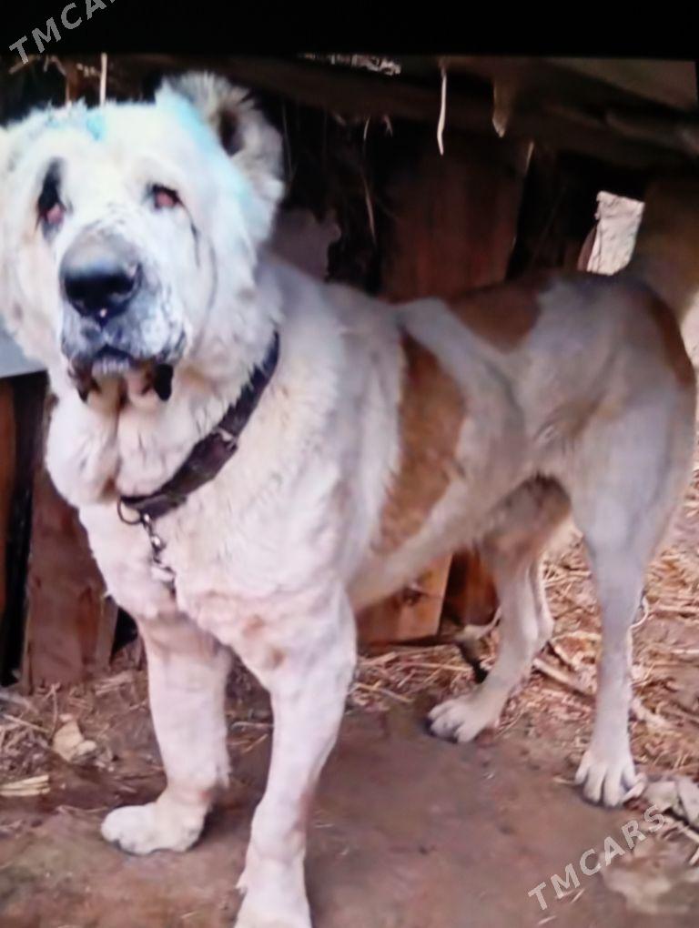 Arman - Türkmenabat - img 1