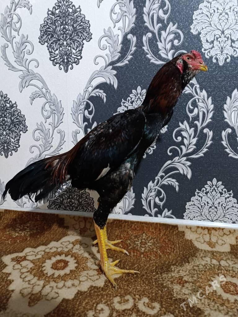 Bayes horaz - Türkmenabat - img 1