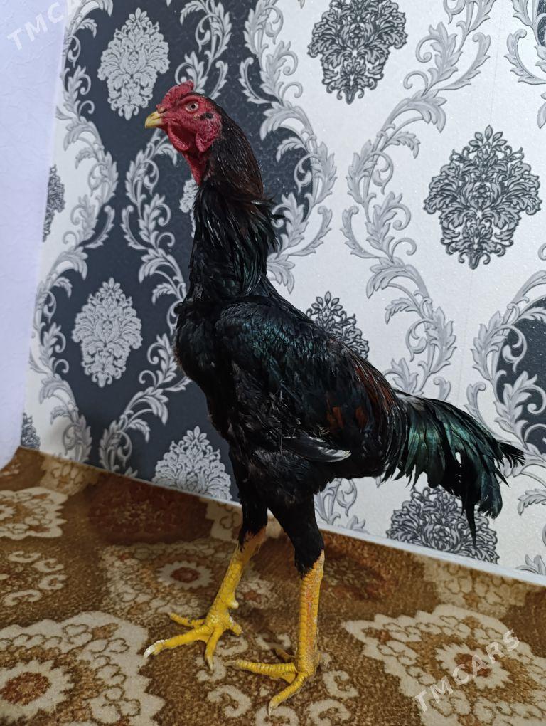 Bayes horaz - Туркменабат - img 1