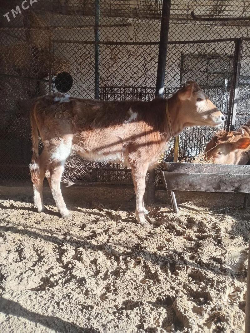 Gaçar tùwe - Balkanabat - img 1