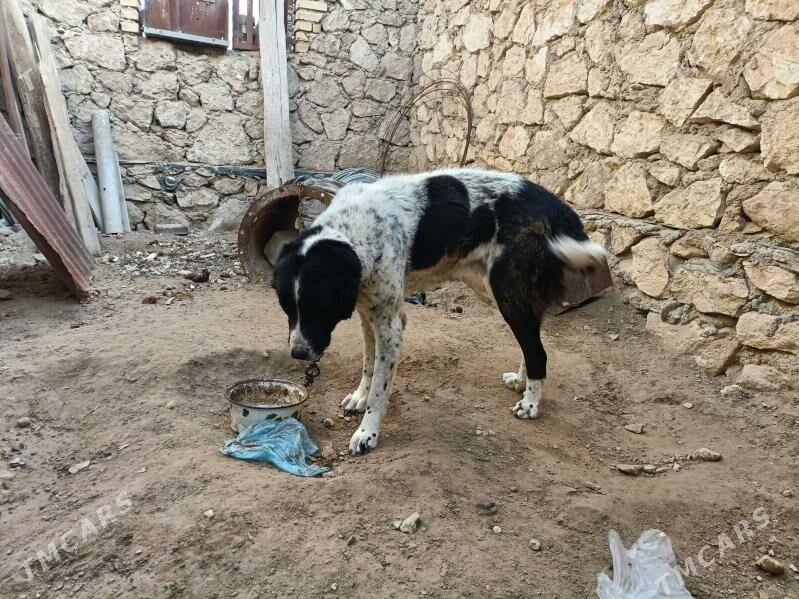 Alabay Balla - Достлук - img 1