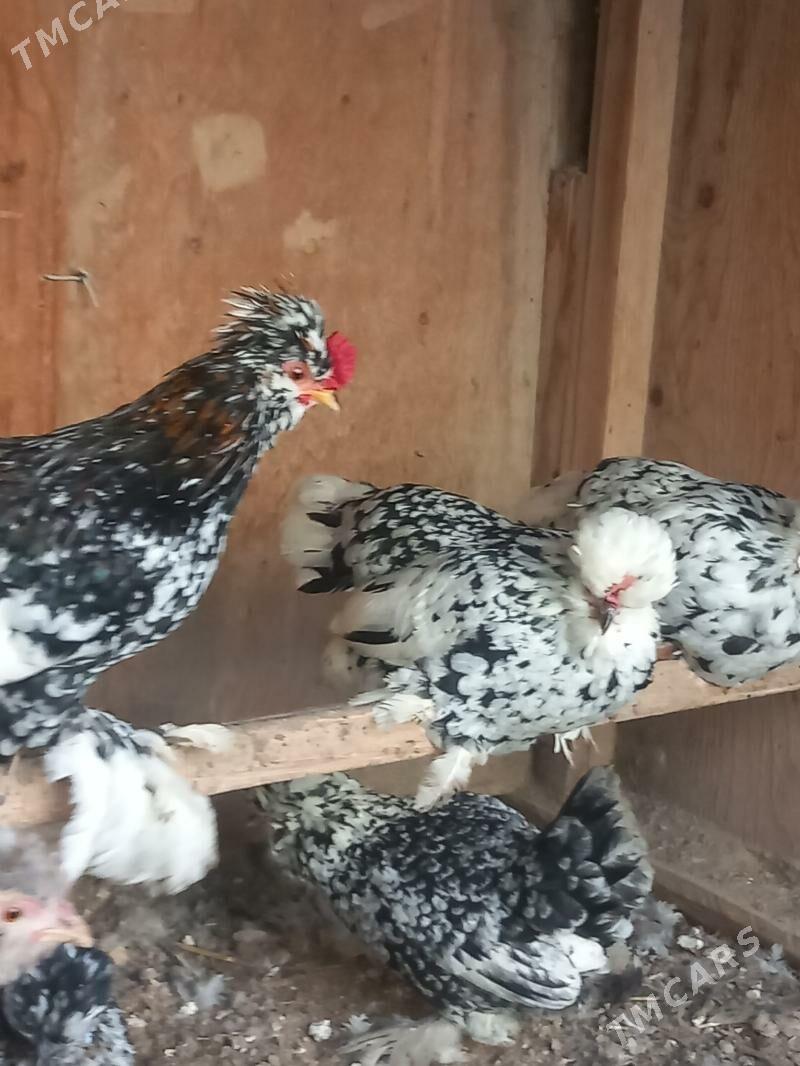 mramyr troyka karliklar - Saýat - img 1