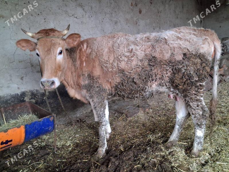 bakylan sygyr - Бахарден - img 1