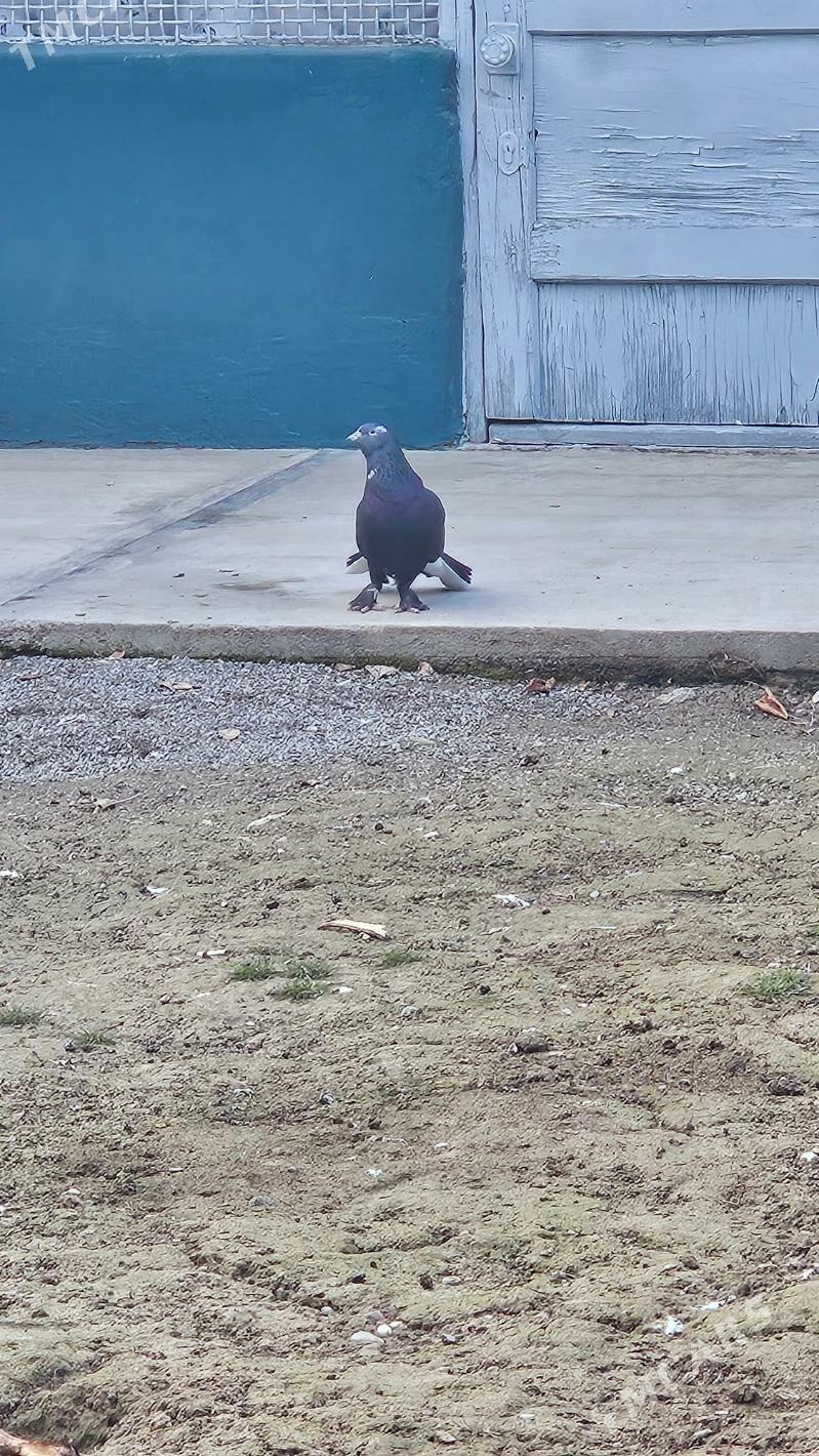 kepdery - Бузмеин - img 1