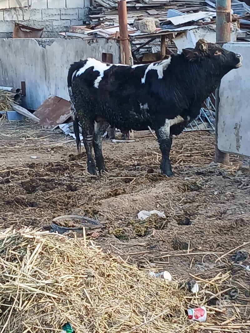 okuz - Büzmeýin - img 1