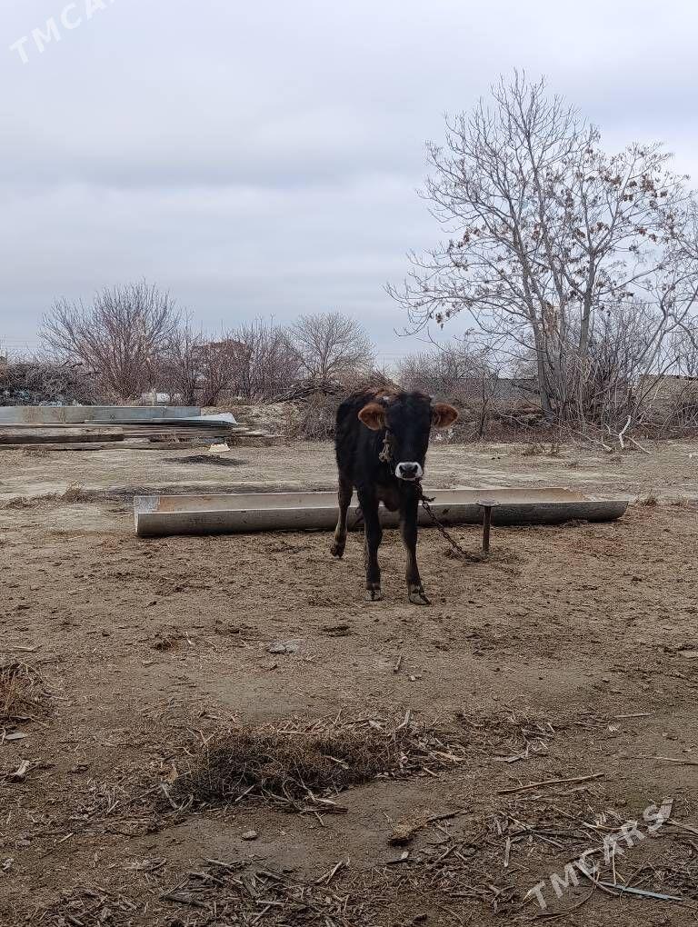 tuwe - Bäherden - img 1