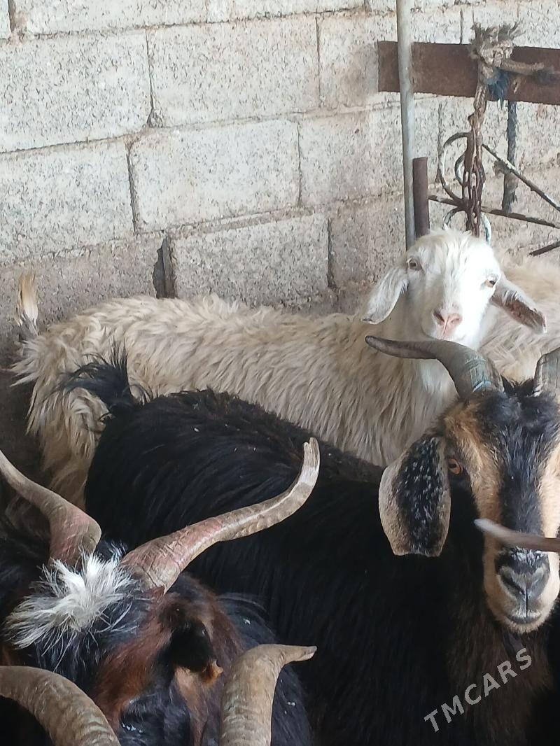 Geci - Ашхабад - img 1