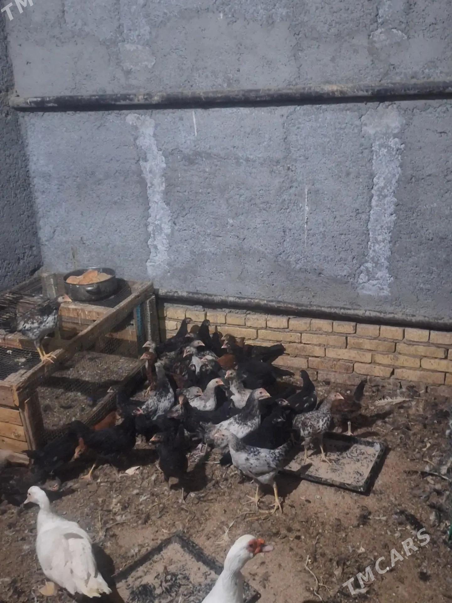 juje - Туркменабат - img 1