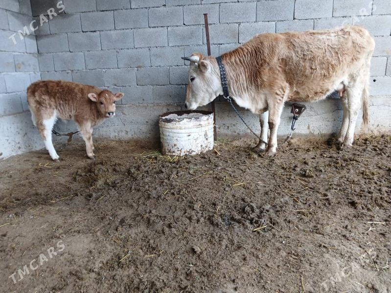 goleli sygyr - Gökdepe - img 1