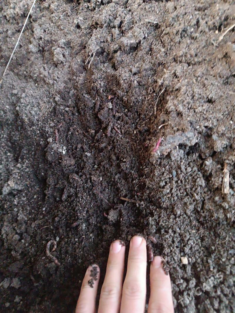 гумуз - Çärjew - img 1