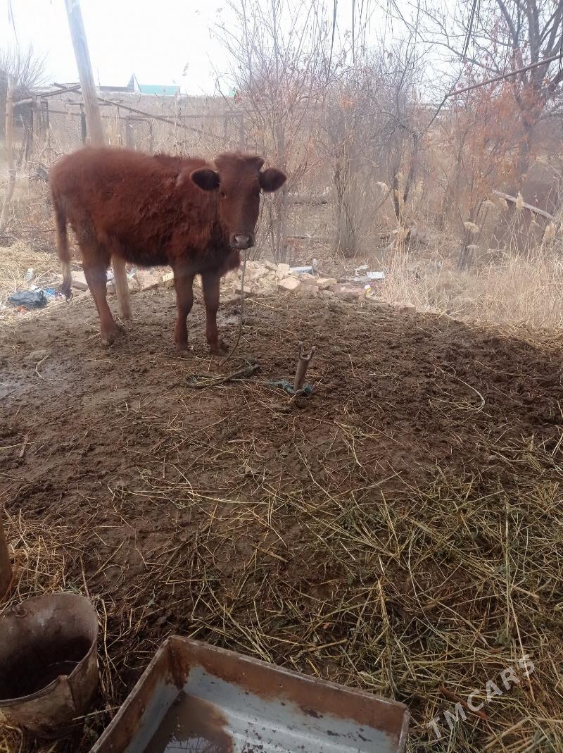 unajyn - Фарап - img 1