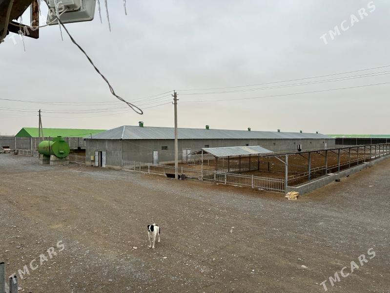 Satlyk Hususy emlak Sygyr Ferm - Aşgabat - img 1