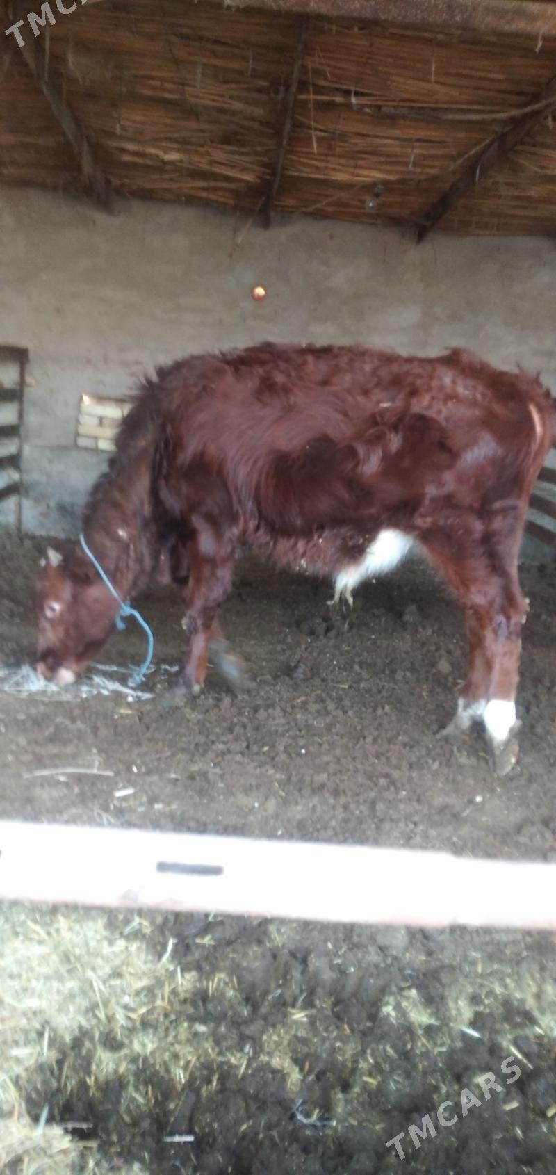 Öküz - Çärjew - img 1