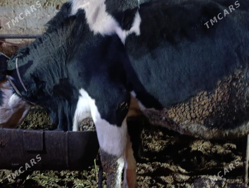 Саглык - Туркменабат - img 1