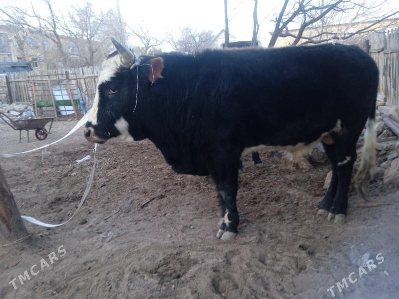 öküz 3 yasynda - Балканабат - img 1