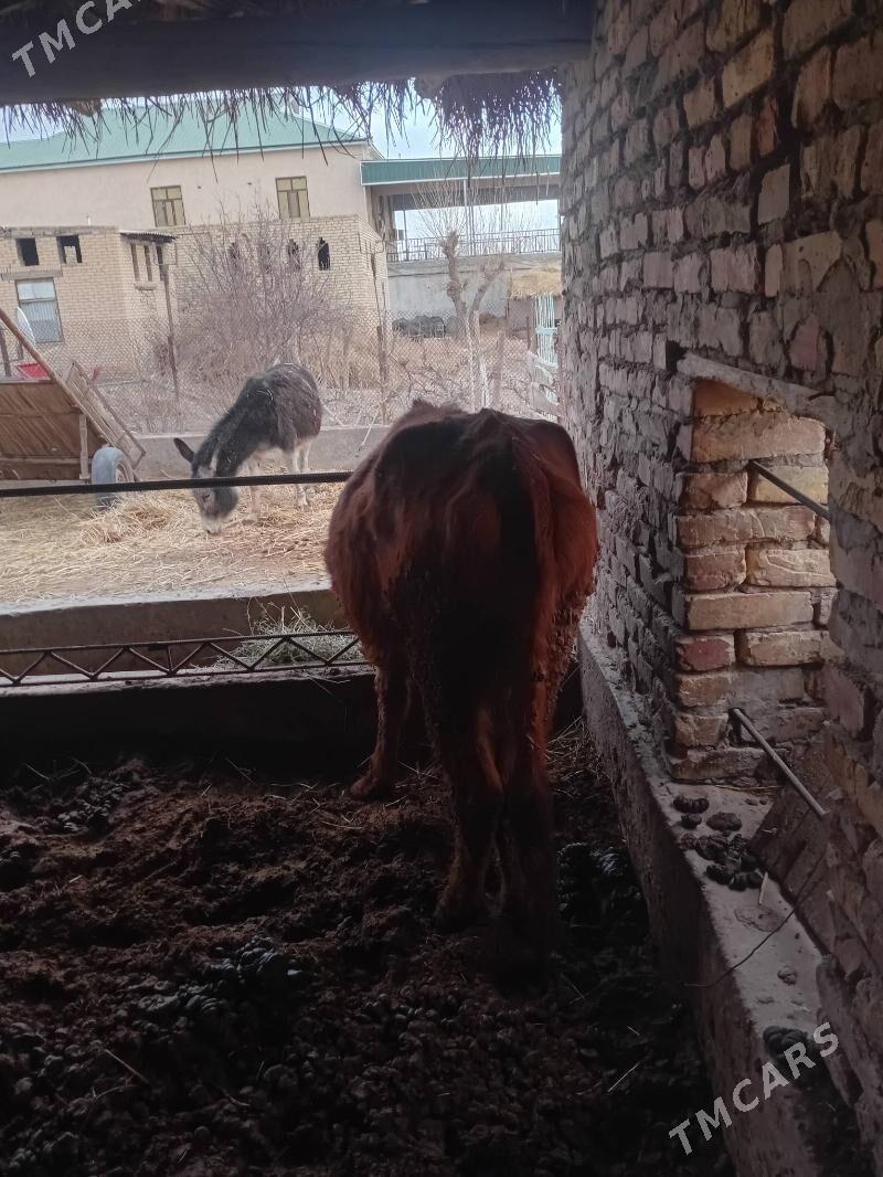 unajyn. - Çärjew - img 1