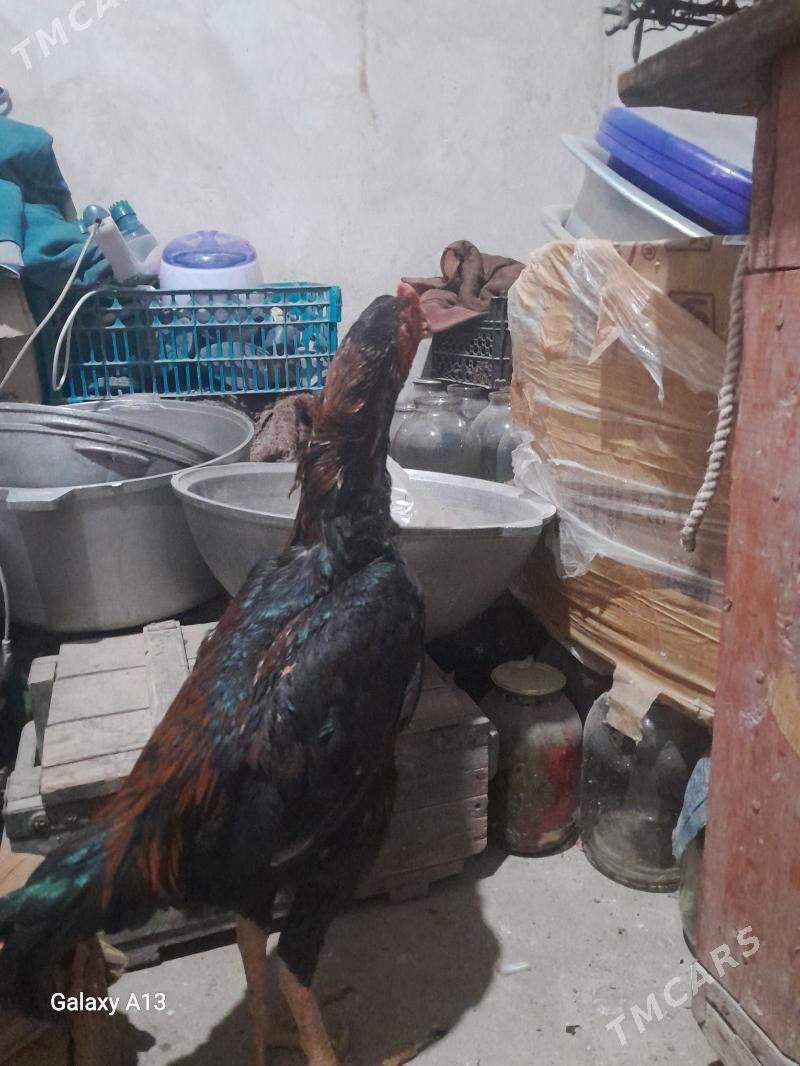 baýusly xuruz - Magdanly - img 1