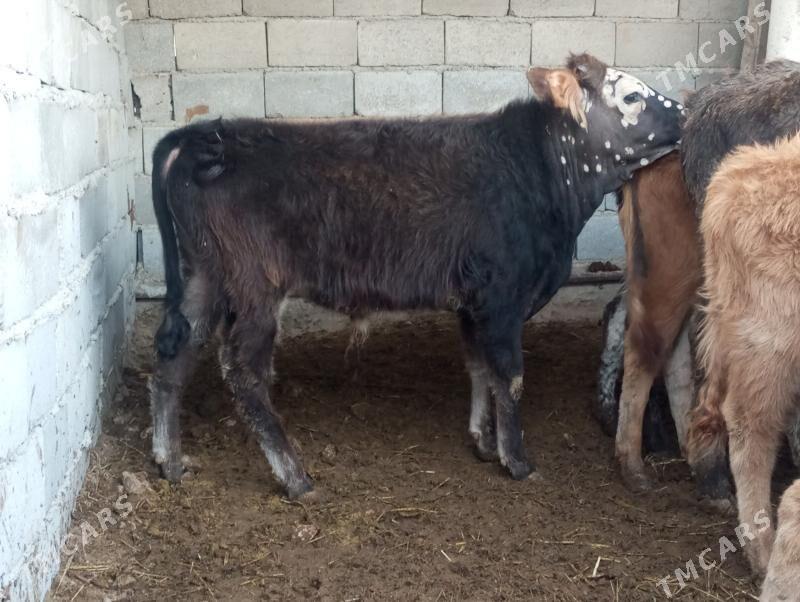 okuz - Balkanabat - img 1