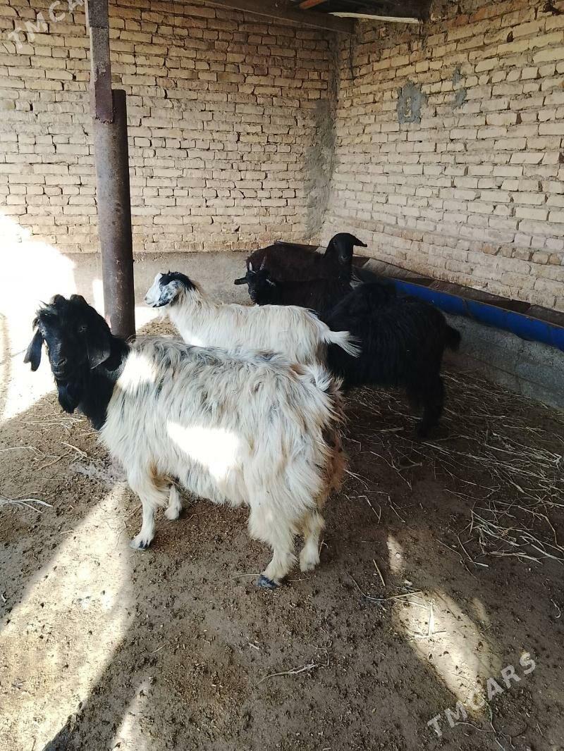 geçi kockar - Türkmenabat - img 1