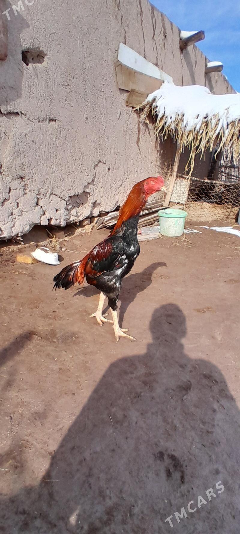 horaz - Görogly (Tagta) - img 1