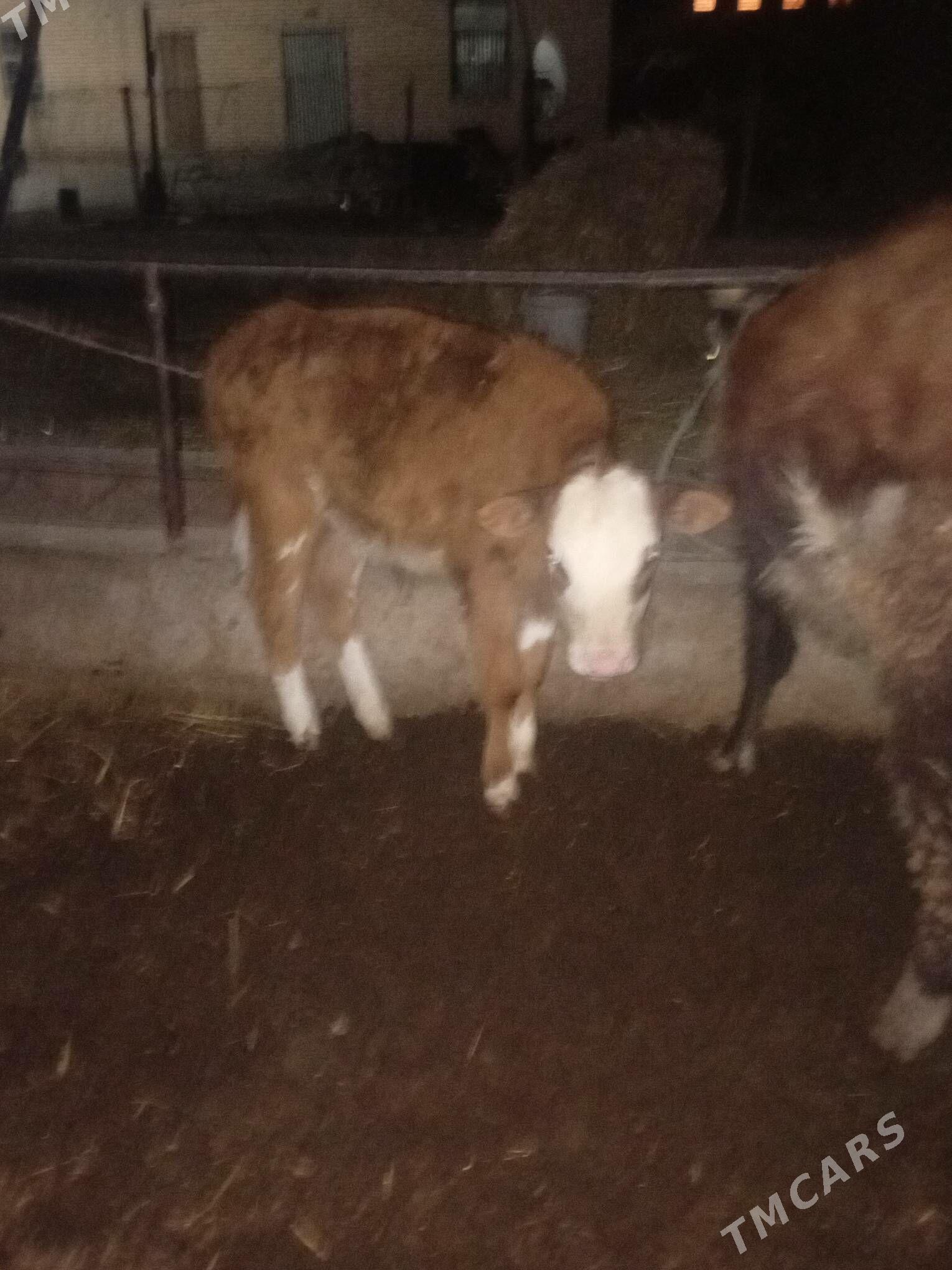 saglyk. sygyr - Чарджоу - img 1