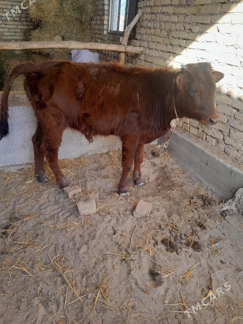 okuzce - Дянев - img 1