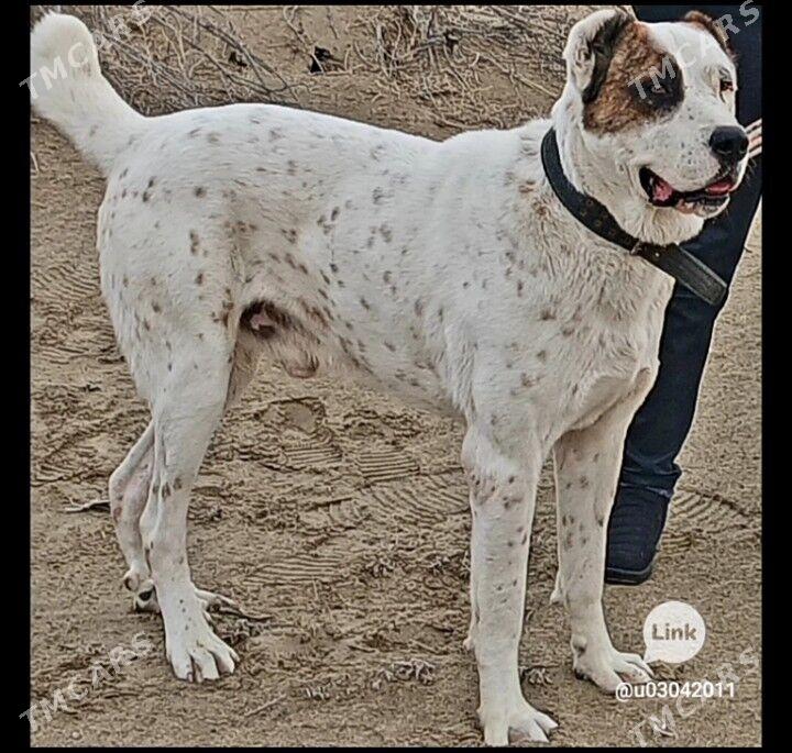 Garagöz - Чарджоу - img 1