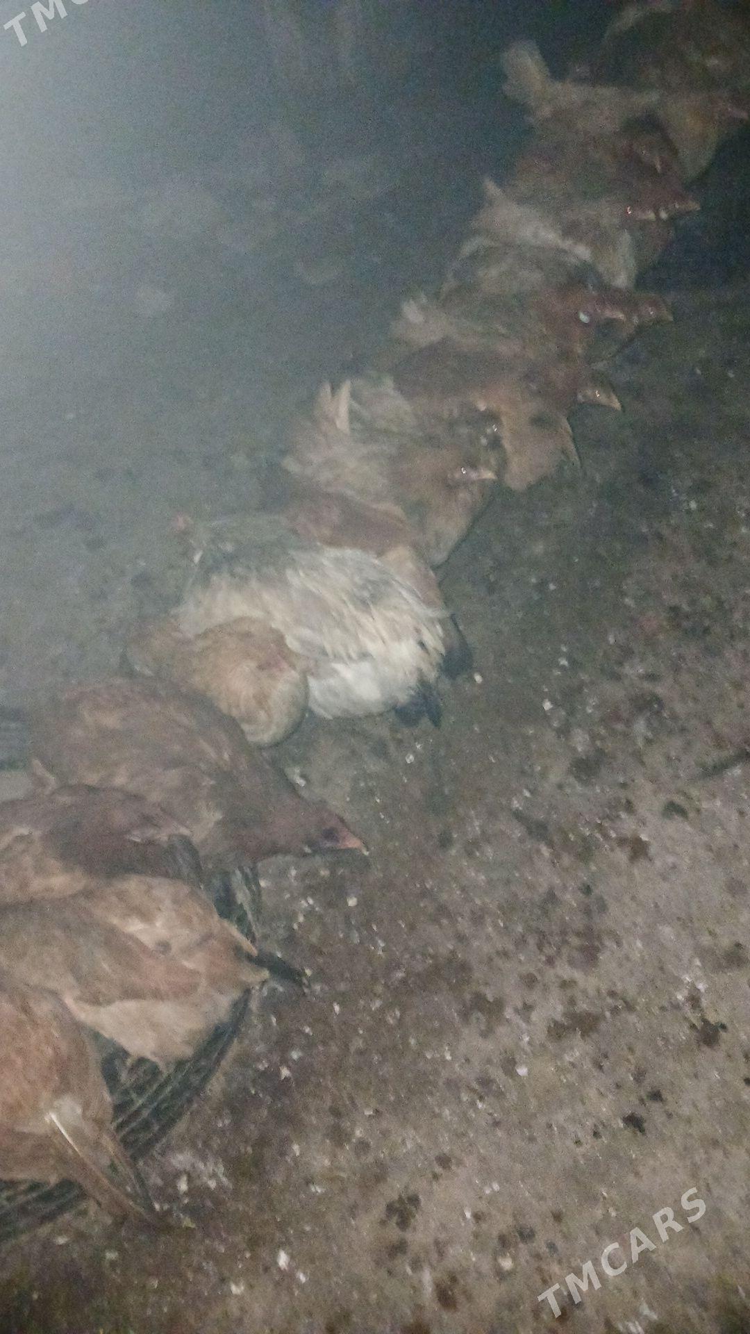 Towuk - Büzmeýin - img 1