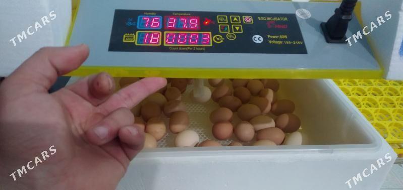 inkubator - Дашогуз - img 1