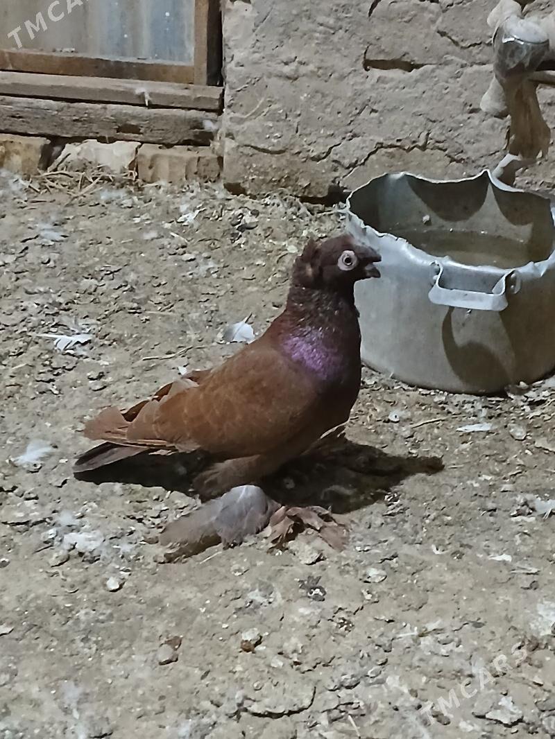 kepderi - Мары - img 1